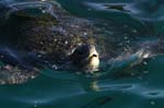 galapagos sea turtle