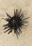 galapagos sea urchins sand dollar