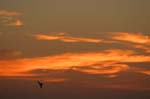 galapagos sunset  (santiago island)