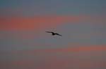 galapagos sunset  (santiago island)