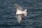 galapagos swallow tailled gulls 