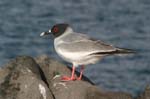 galapagos swallow tailled gulls 