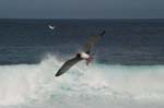 galapagos swallow tailled gulls 