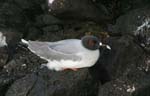 galapagos swallow tailled gulls 