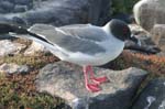 galapagos swallow tailled gulls 