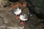 galapagos swallow tailled gulls 