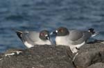 galapagos swallow tailled gulls 