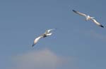 galapagos swallow tailled gulls 