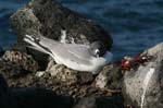 galapagos swallow tailled gulls 