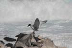 galapagos swallow tailled gulls 