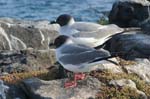 galapagos swallow tailled gulls 