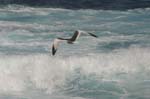 galapagos swallow tailled gulls 