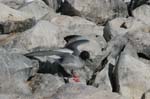 galapagos swallow tailled gulls 