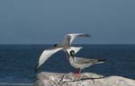 galapagos swallow tailled gulls 