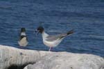 galapagos swallow tailled gulls 