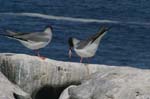 galapagos swallow tailled gulls 