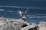 galapagos swallow tailled gulls 