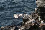 galapagos swallow tailled gulls 