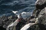 galapagos swallow tailled gulls 