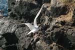 galapagos swallow tailled gulls 