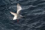 galapagos swallow tailled gulls 