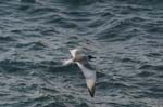 galapagos swallow tailled gulls 