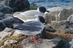 galapagos swallow tailled gulls 