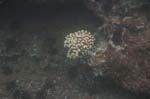 galapagos underwater coral