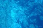 galapagos underwater sea star