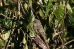 galapagos yellow warbler 