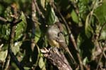 galapagos yellow warbler 