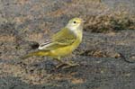 galapagos yellow warbler 