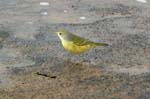 galapagos yellow warbler 