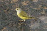 galapagos yellow warbler 