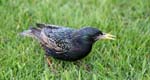 Birds Starling