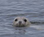 Ireland Wexford Saltee Islands Gray Seal