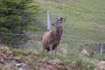 Scotland Inner Hebrides Red Deer 