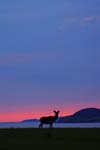 Scotland Inner Hebrides Red Deer 