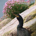 Seabirds Cormorants 