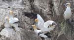 Seabirds Gannets 