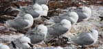 Seabirds Hering Gulls 