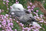 Seabirds Hering Gulls 