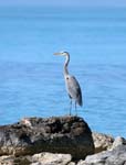 birds blue heron