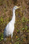 birds white heron