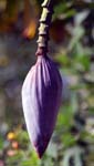 macro banana flower