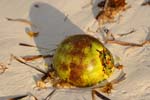 macro coconuts 