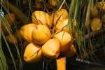 macro coconuts 