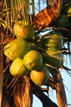 macro coconuts 