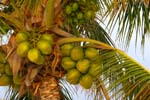 macro coconuts 