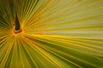 macro coconuts leaf 